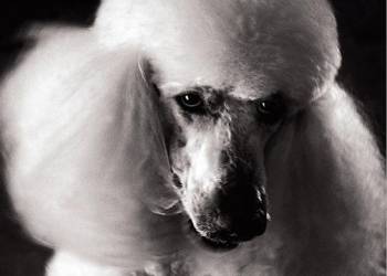 Dogs